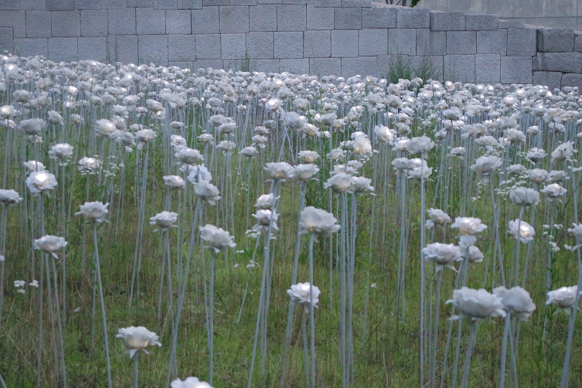 The white rose light installation in the grounds of the Dongdaemun Design Plaza